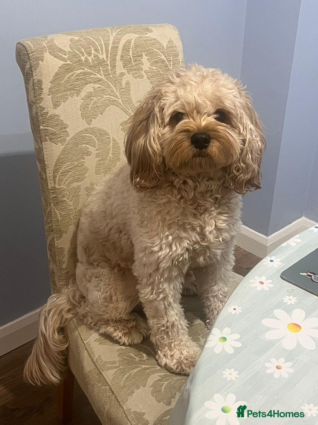 Cavapoo dogs for stud: Cavapoo for stud - Advert 3