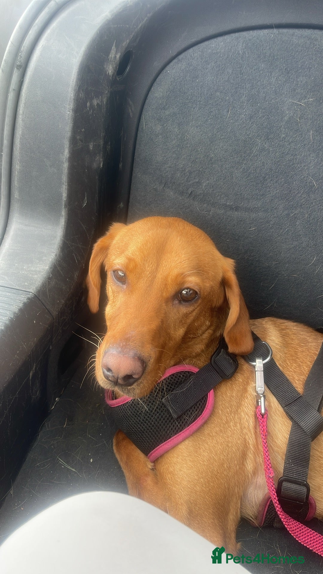 Labrador Retriever dogs red fox Labrador female  - Advert 2