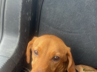 Labrador Retriever dogs red fox Labrador female - Advert 1