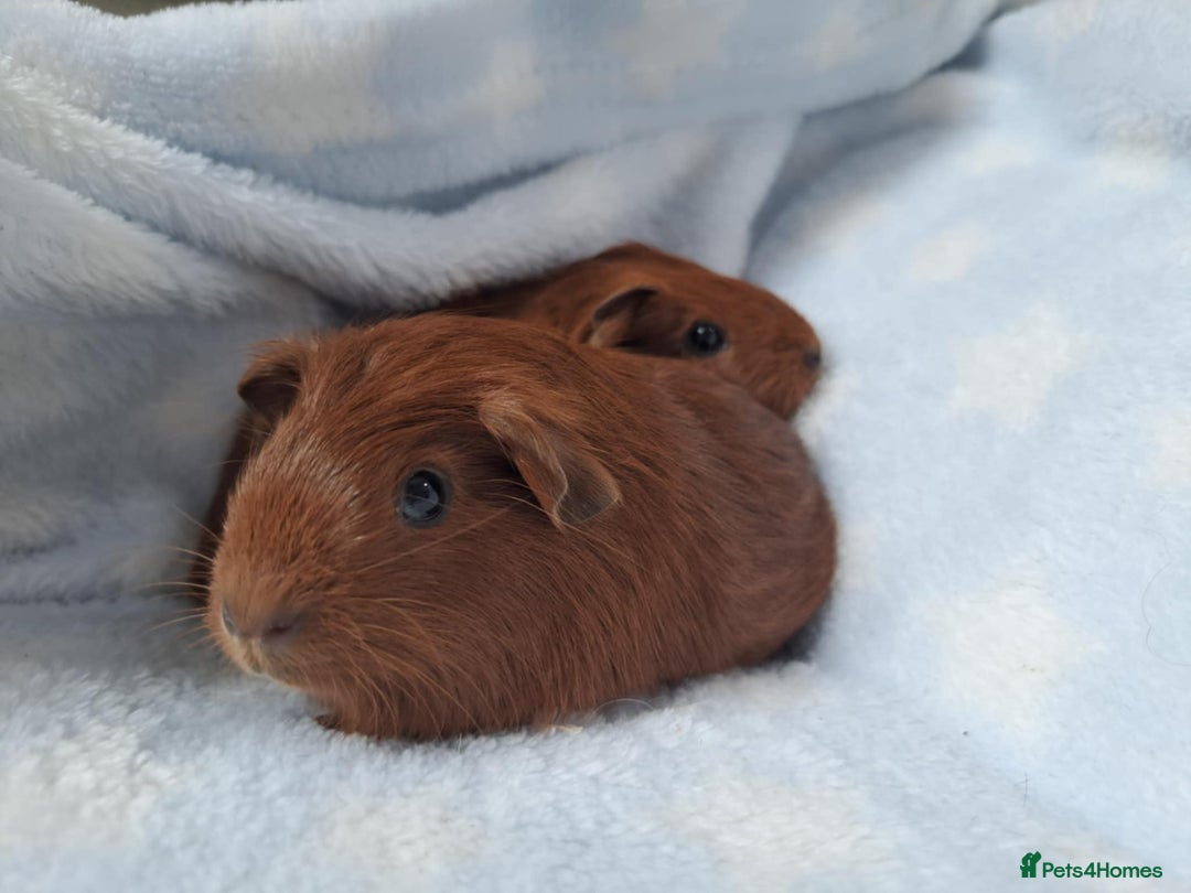 Guinea Pig rodents for sale: Baby Guinea pigs - Image 3