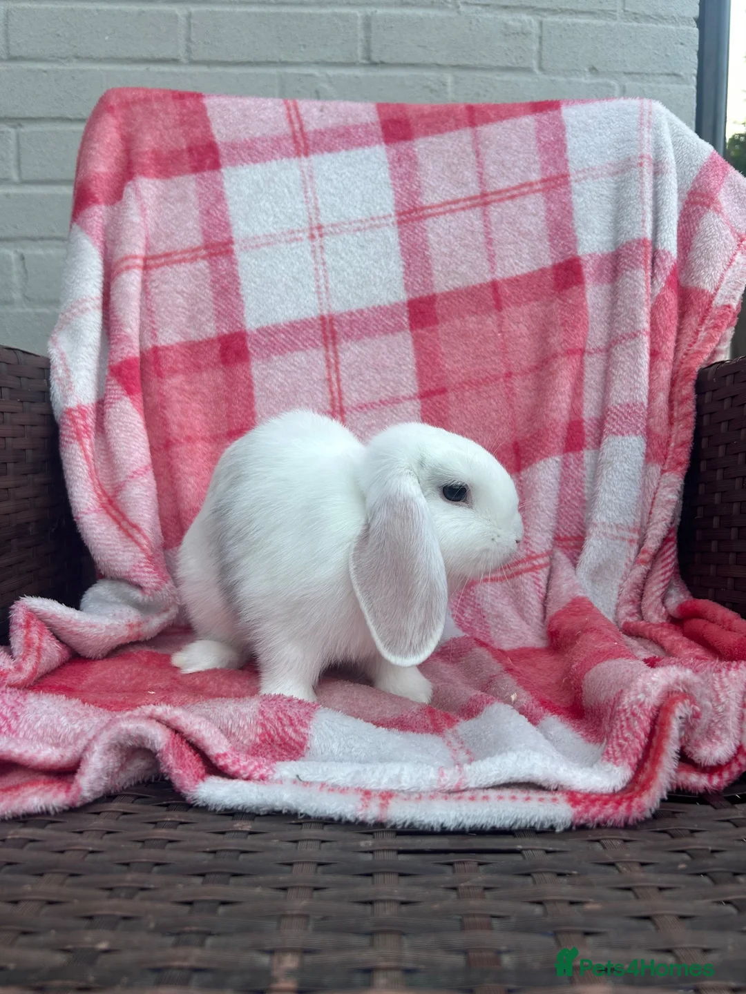 Mini Lop rabbits for sale: Mini-Lop 10 week old baby rabbits in Braintree - Advert 10
