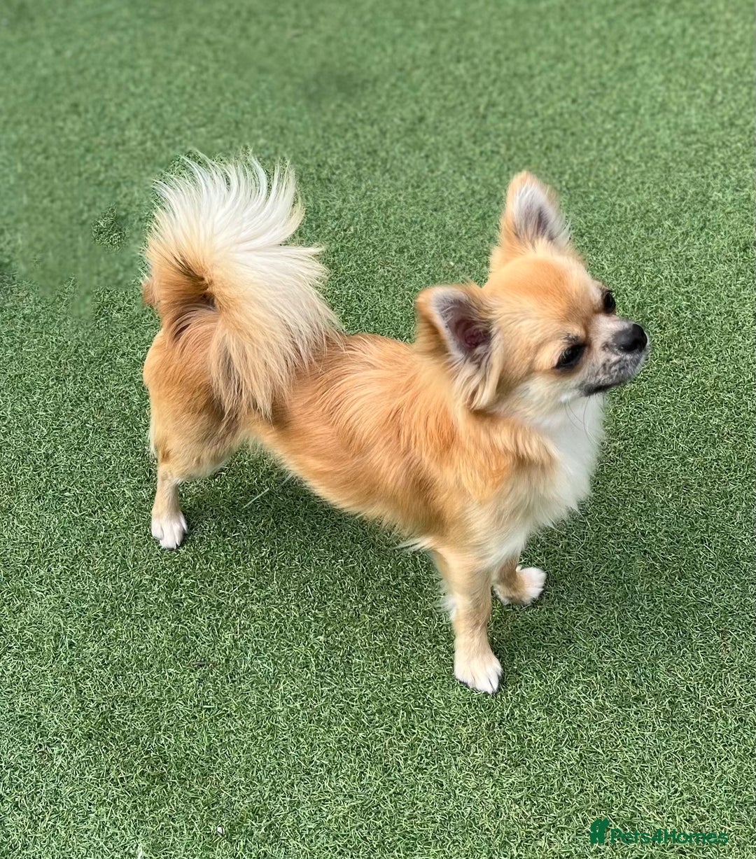 Chihuahua dogs for sale: Gorgeous Longcoat little boy - Image 4