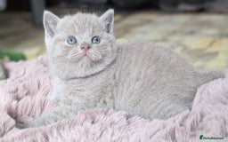 British Shorthair cats for sale: Best quality Gccf registered lilac kittens  - Image 11