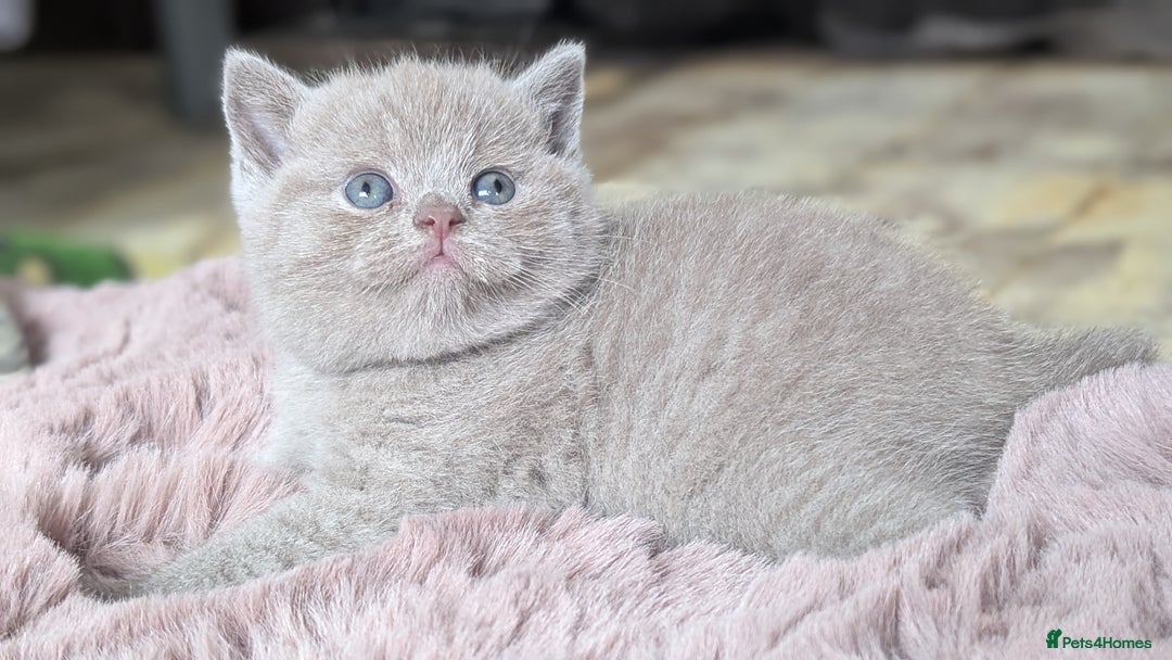 British Shorthair cats for sale: Best quality Gccf registered lilac kittens  - Image 11