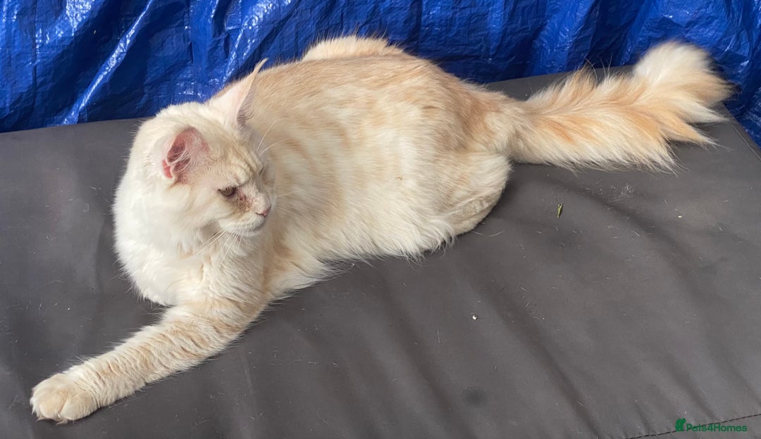 Maine Coon cats for sale: Beautiful girl  - Image 7