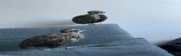 Quail poultry for sale: Mearns quail eggs for sale  - Advert 2