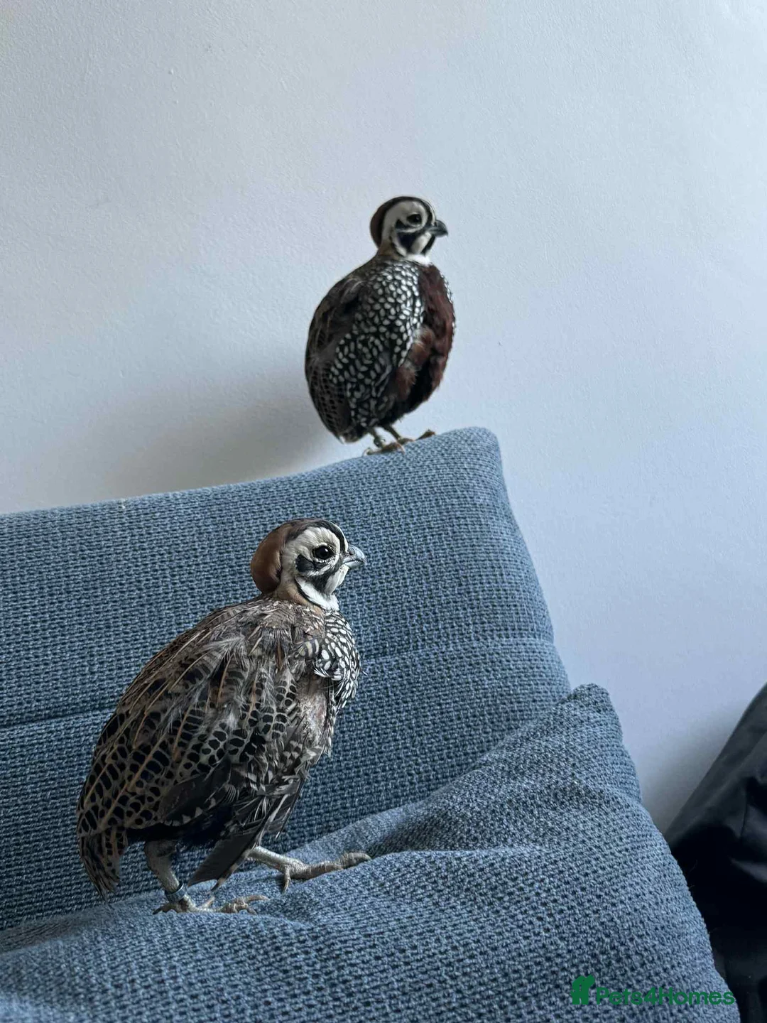 Quail poultry for sale: Mearns quail eggs for sale  - Advert 2