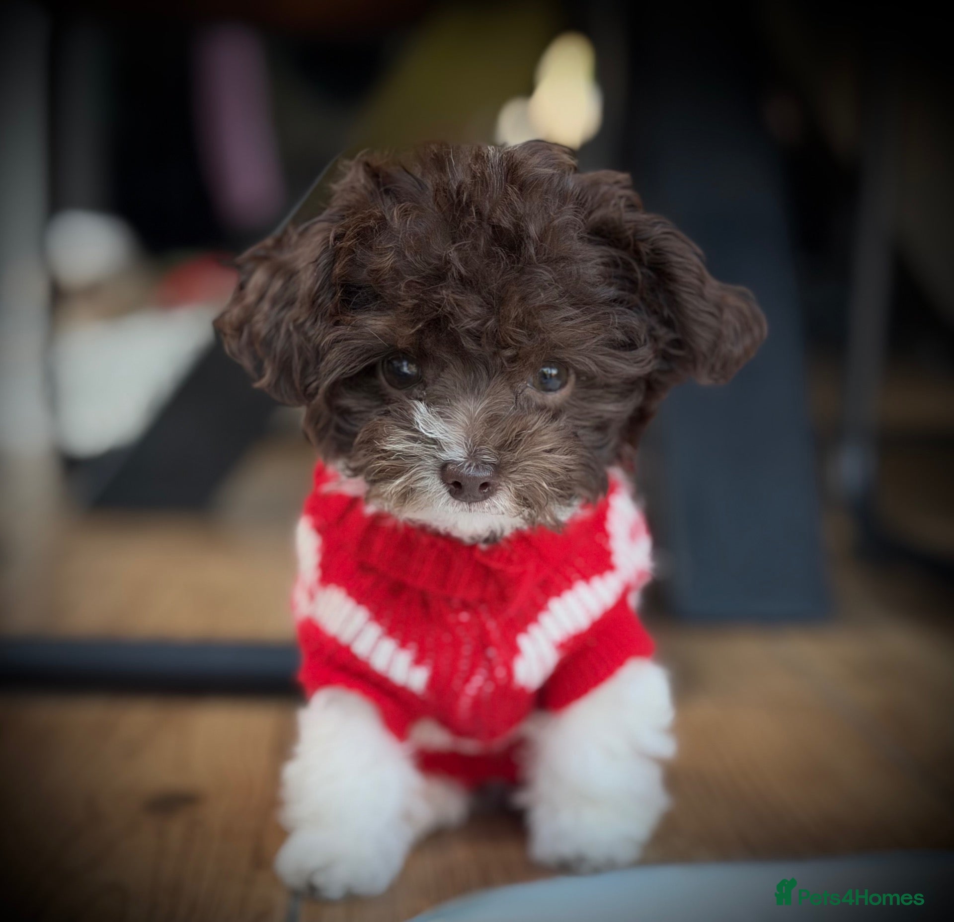 Toy Poodle dogs for sale: ❣️🐾 Last 2 REDUCED Asian Poodle Puppies! 🐾❣️ - Advert 1