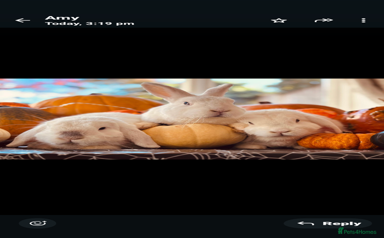 Mixed Breed rabbits - Advert 16