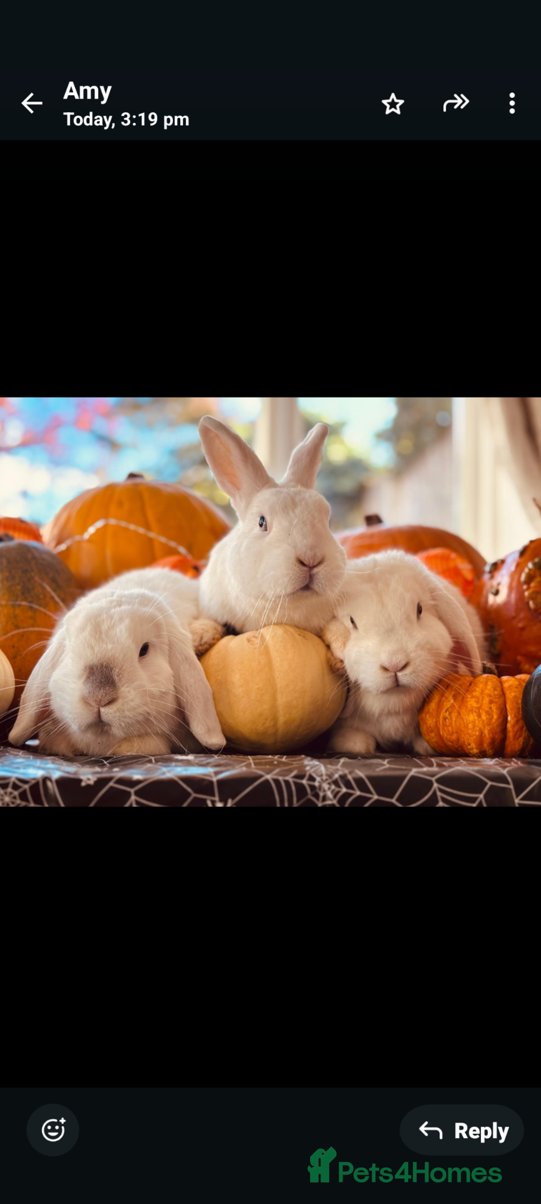 Mixed Breed rabbits for sale: Rescue Bunnies for Adoption  - Image 1