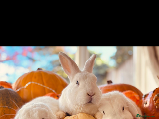 Mixed Breed rabbits - Advert 16