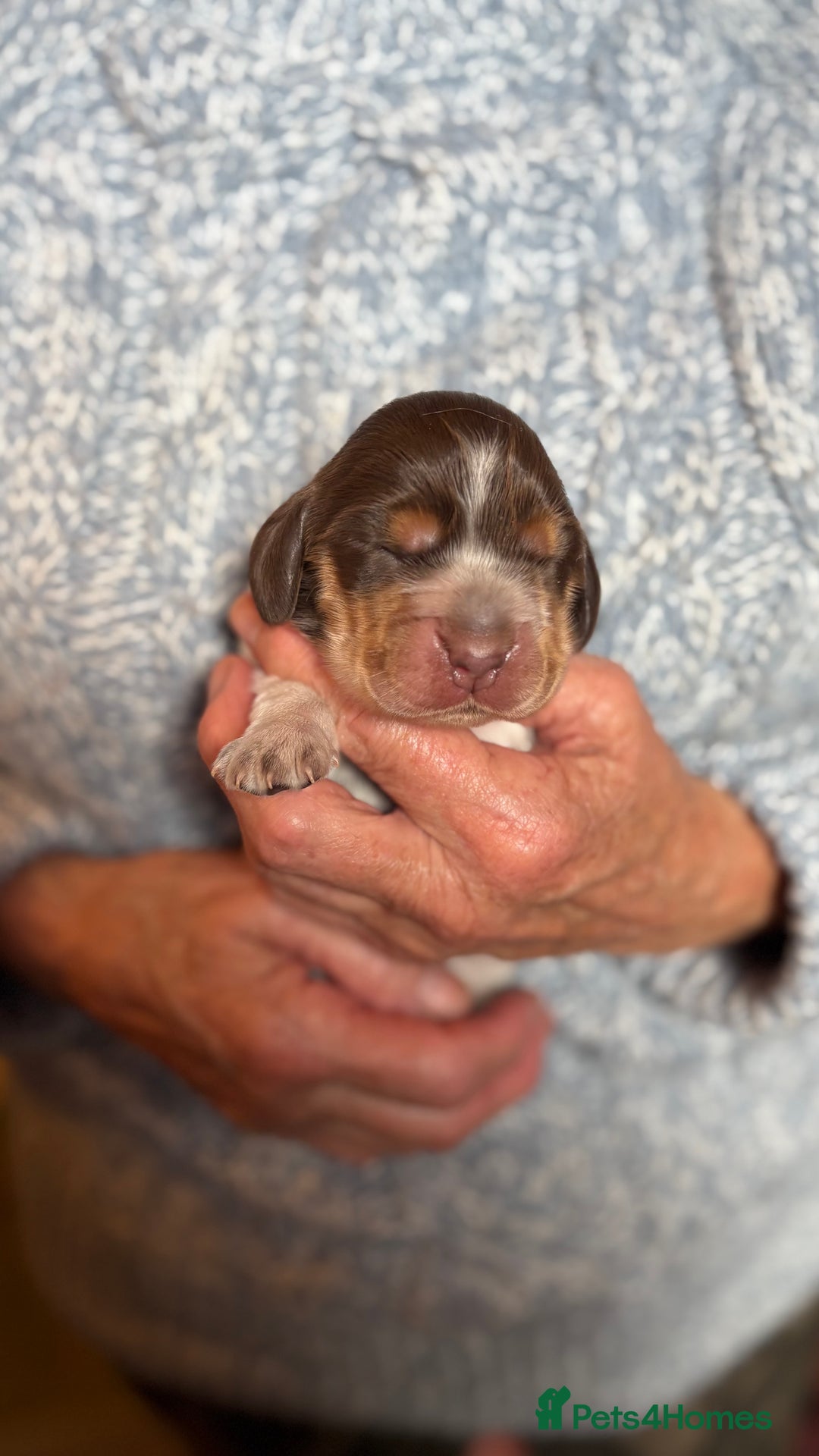 Cocker Spaniel dogs for sale: Show cocker spaniel pups  - Image 1