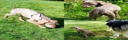 Mixed Breed dogs for sale: All Reserved -  Igglington Looking 4 Love - Advert 4