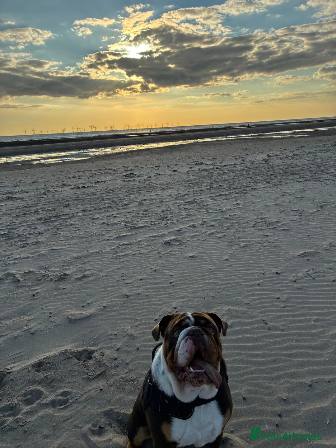 English Bulldog dogs for sale: Rolo - English bulldog  - Advert 2