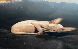 Sphynx cats for sale: 5 Playful & Affectionate Sphynx Kittens - Image 9