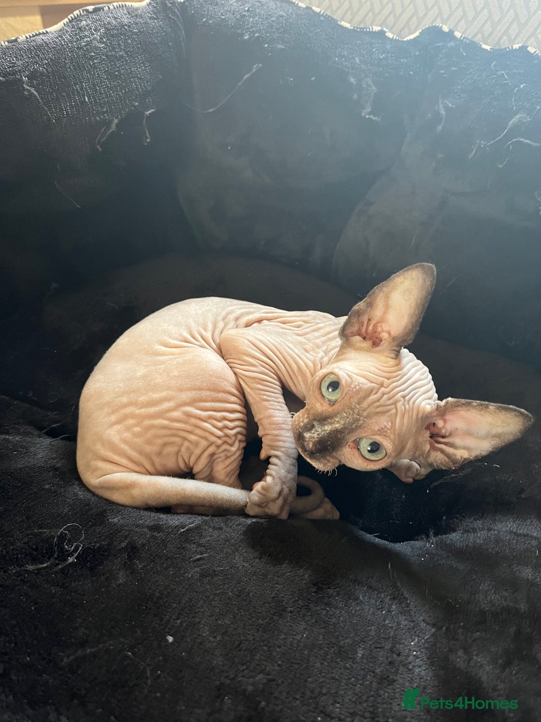 Sphynx cats for sale: 5 Playful & Affectionate Sphynx Kittens - Image 9