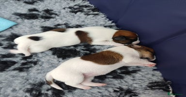 Jack Russell dogs - Advert 1