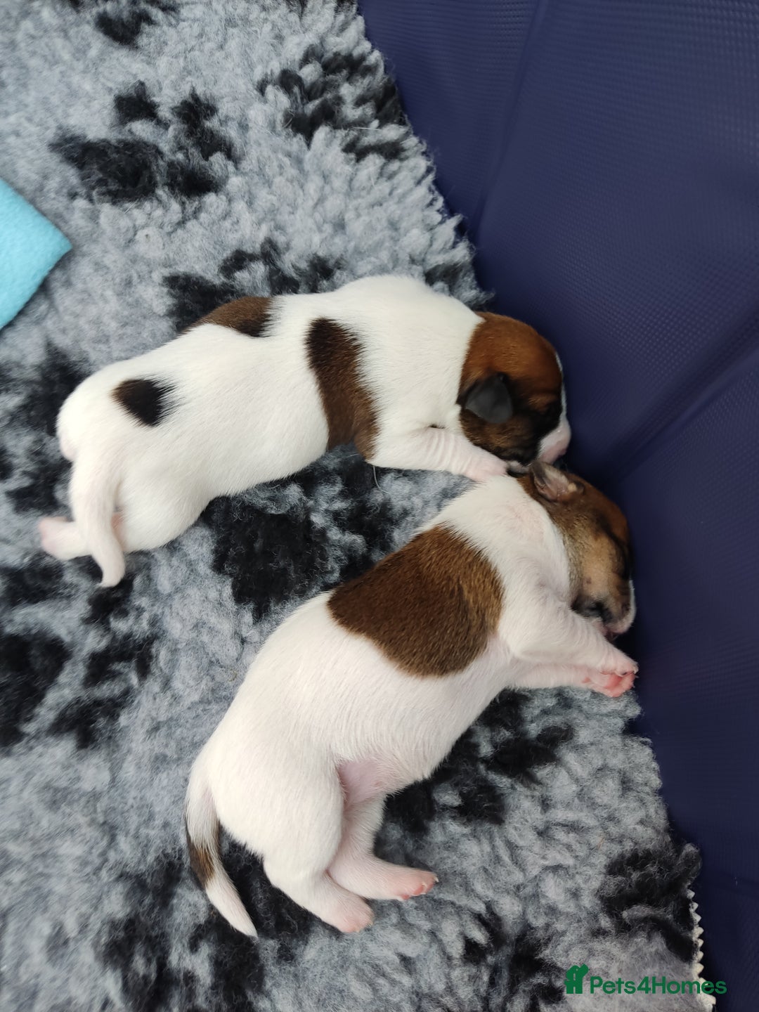 Jack Russell dogs for sale: Jack Russell puppies for sale - Image 3