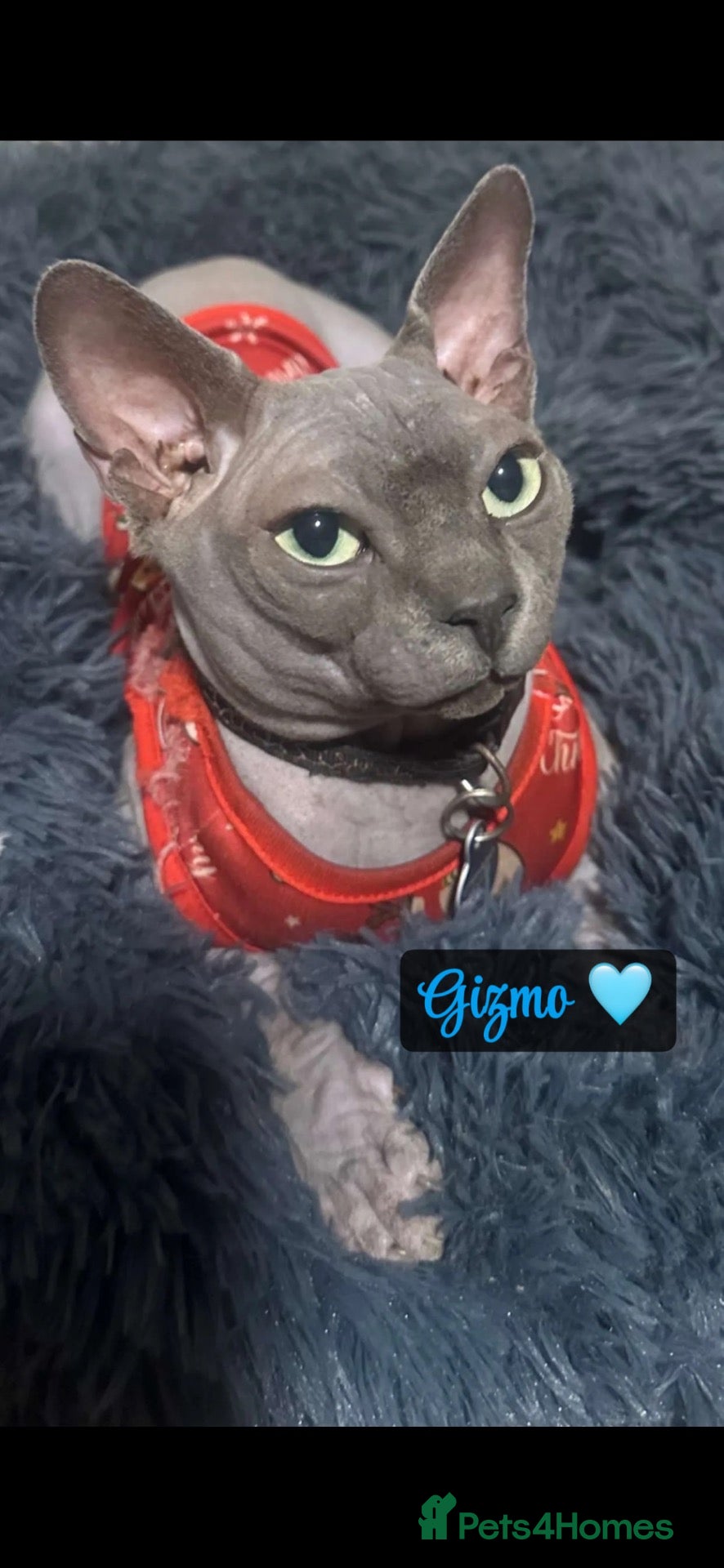 Sphynx cats Sphynx kittens  - Advert 16