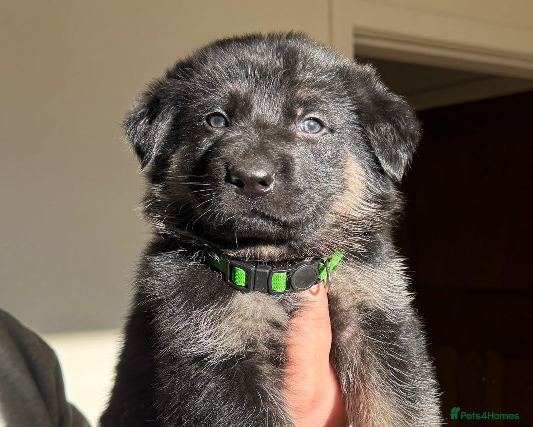 German Shepherd dogs for sale: Black & Tan GSD Puppies - Advert 10