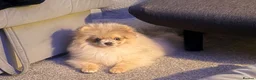 Pomeranian dogs for sale: Stunning Merle Blue Eyes Pomeranian  - Advert 7