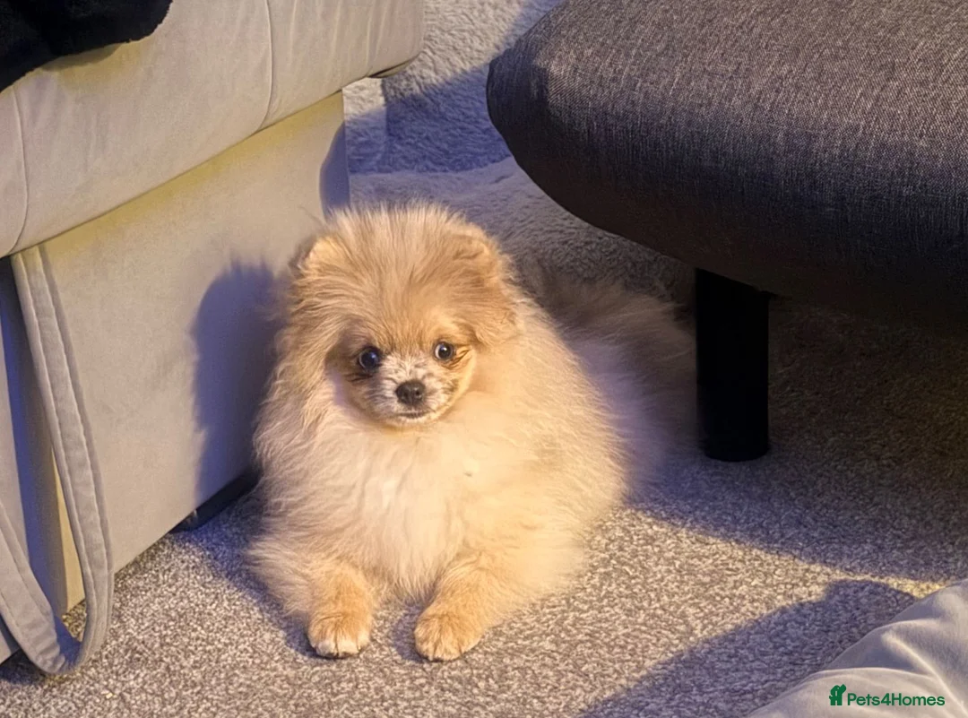 Pomeranian dogs for sale: Stunning Merle Blue Eyes Pomeranian  - Advert 7