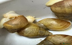 Snails invertebrates for sale: Giant African land snails  - Image 2
