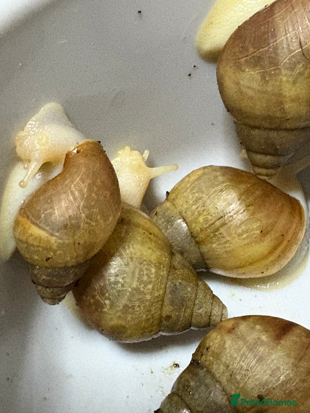 Snails invertebrates for sale: Giant African land snails  - Image 2
