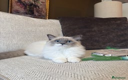 Ragdoll cats for sale: Female Pedigree Ragdolls  - Image 4