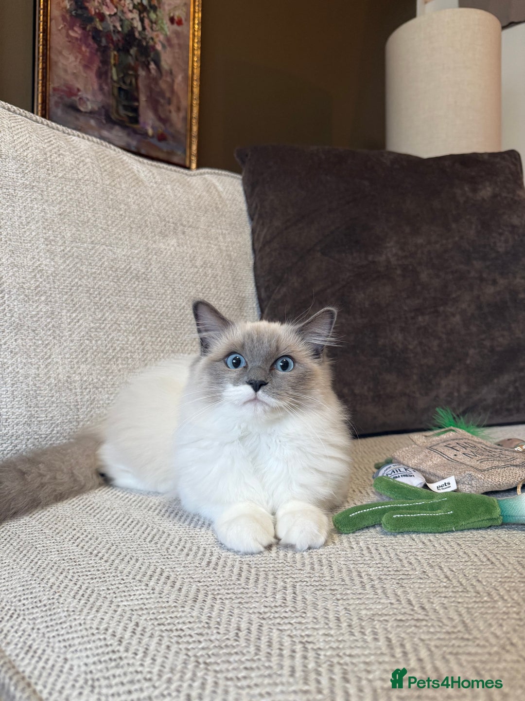 Ragdoll cats for sale: Female Pedigree Ragdolls  - Image 4