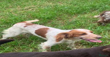 Cocker Spaniel dogs - Advert 9