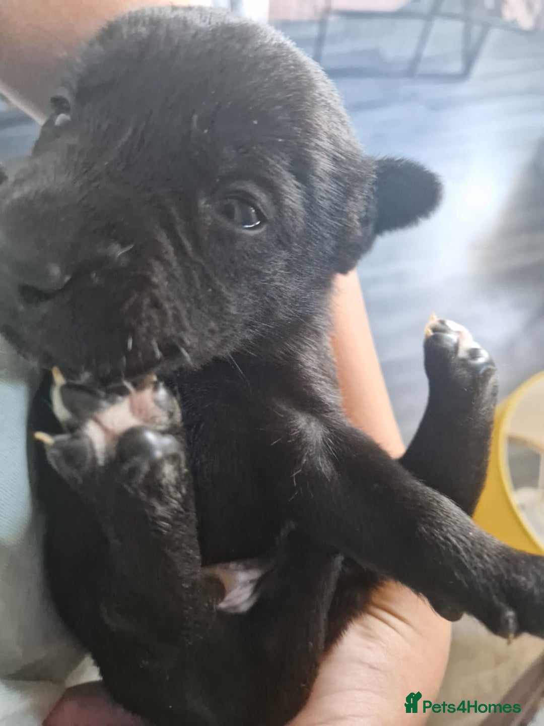 Mixed Breed dogs for sale: Staffador puppies - Image 7