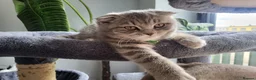 Scottish Fold cats for sale: 🥳PRICE REDUCED! 🥳CUTE PEDIGREE KITTENS!!!🤩  - Advert 5