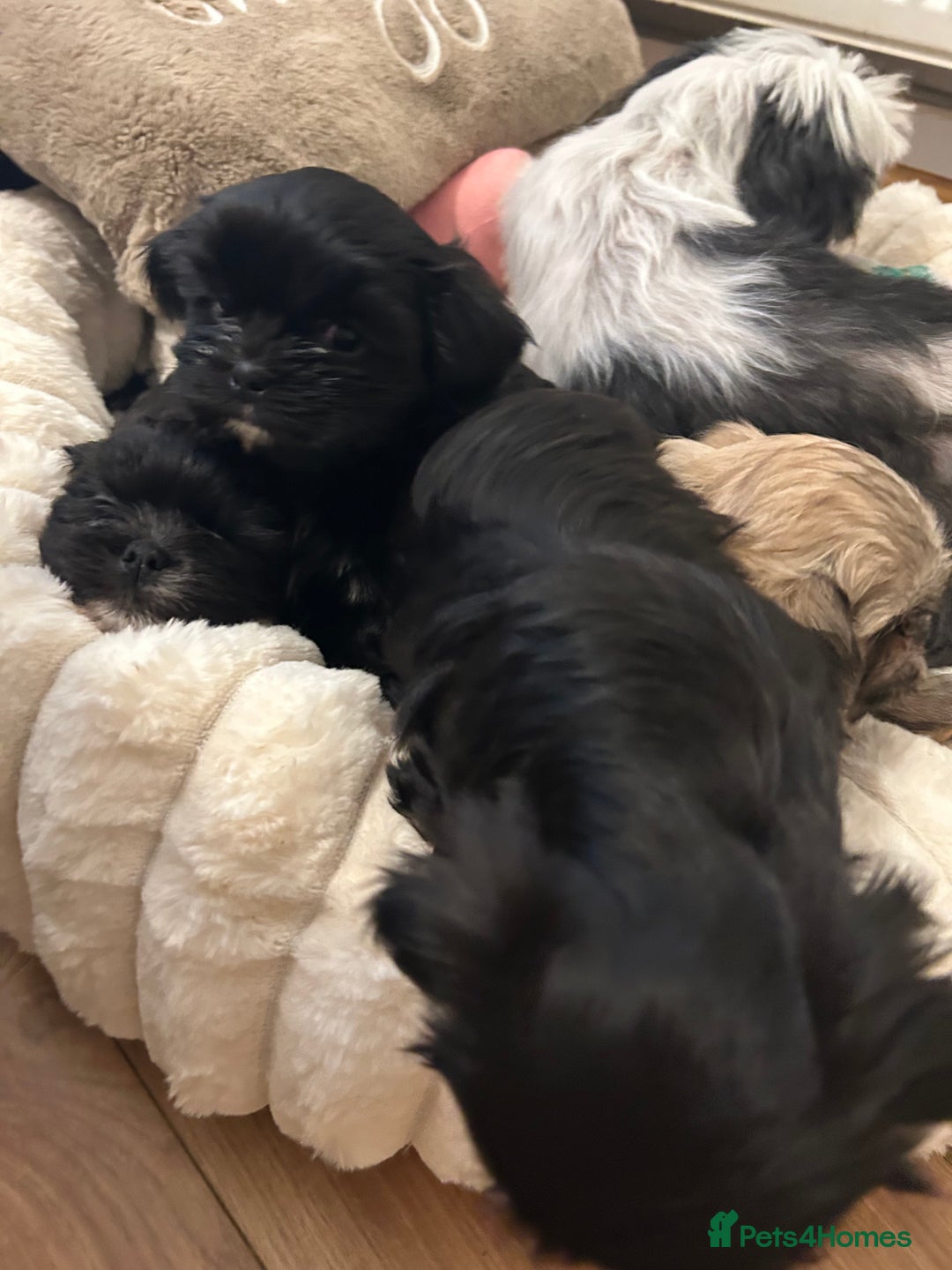 Shih Tzu dogs for sale: 2 beautiful Shih Tzu puppies 8 weeks old  - Advert 4