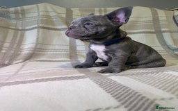 French Bulldog dogs for sale: Kc Reg Micro frenchies for sale - Image 9