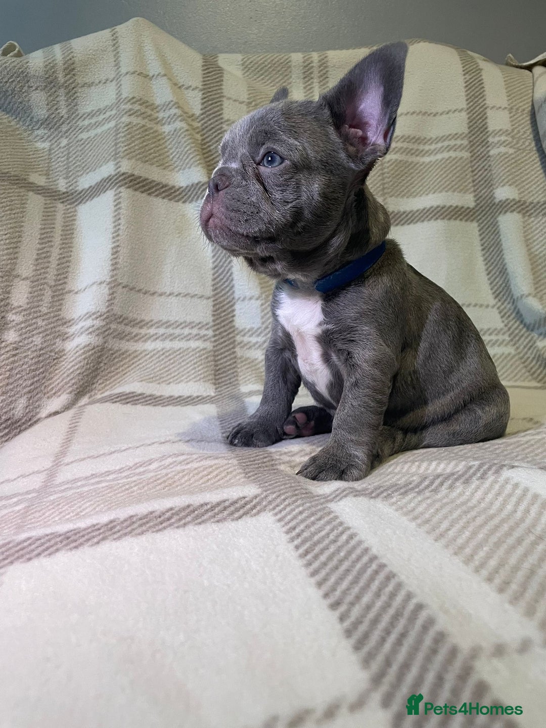 French Bulldog dogs for sale: Kc Reg Micro frenchies for sale - Image 9
