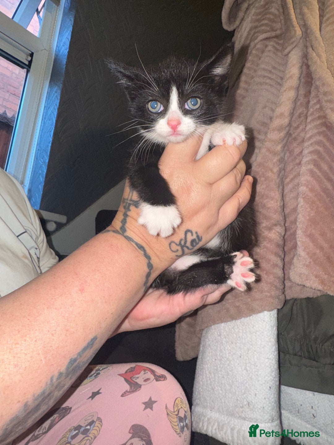 Mixed Breed cats for sale: Kittens for sale - Image 2