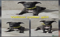 Whippet dogs for sale: Stunning litter of whippet puppies - Image 2