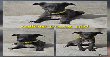 Whippet dogs - Advert 2