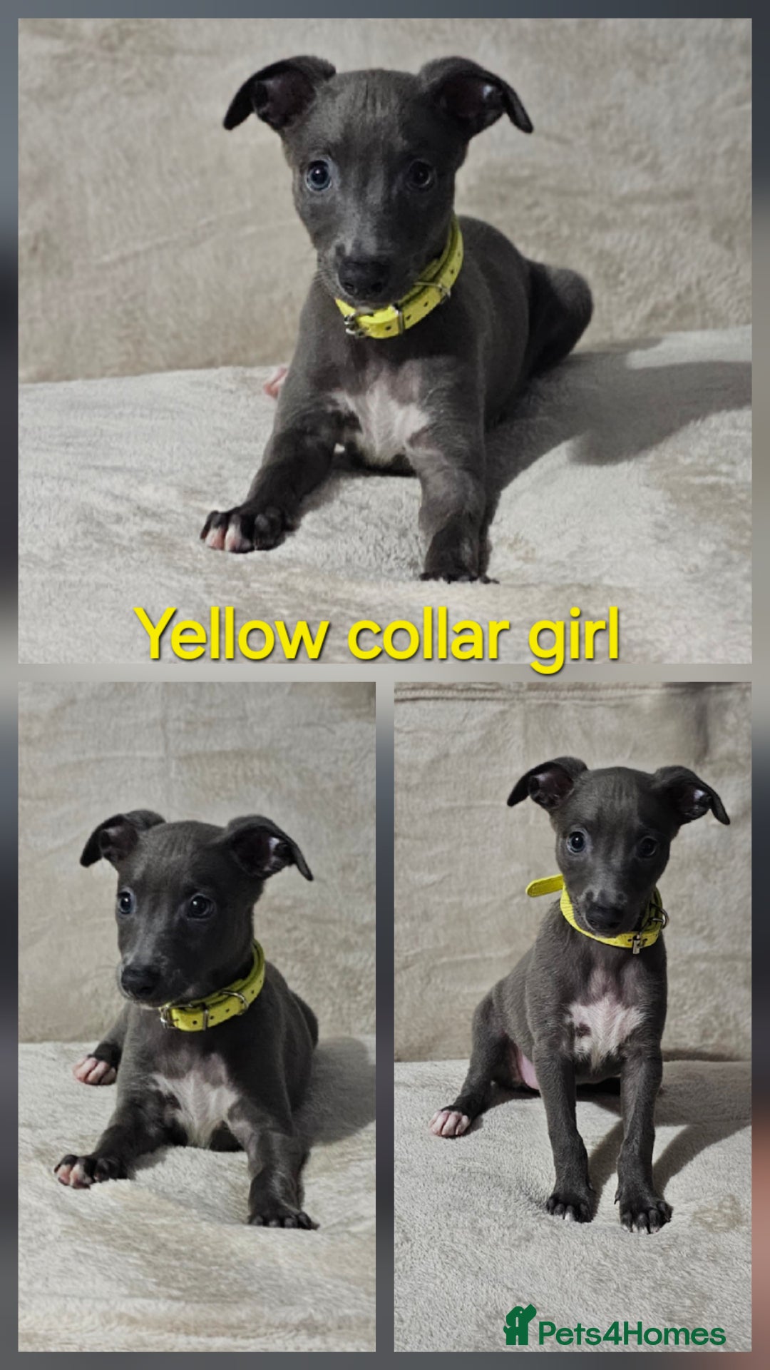 Whippet dogs for sale: Stunning litter of whippet puppies - Image 2