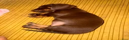 Miniature Dachshund dogs for sale: Tan Miniature dachshunds  - Advert 3