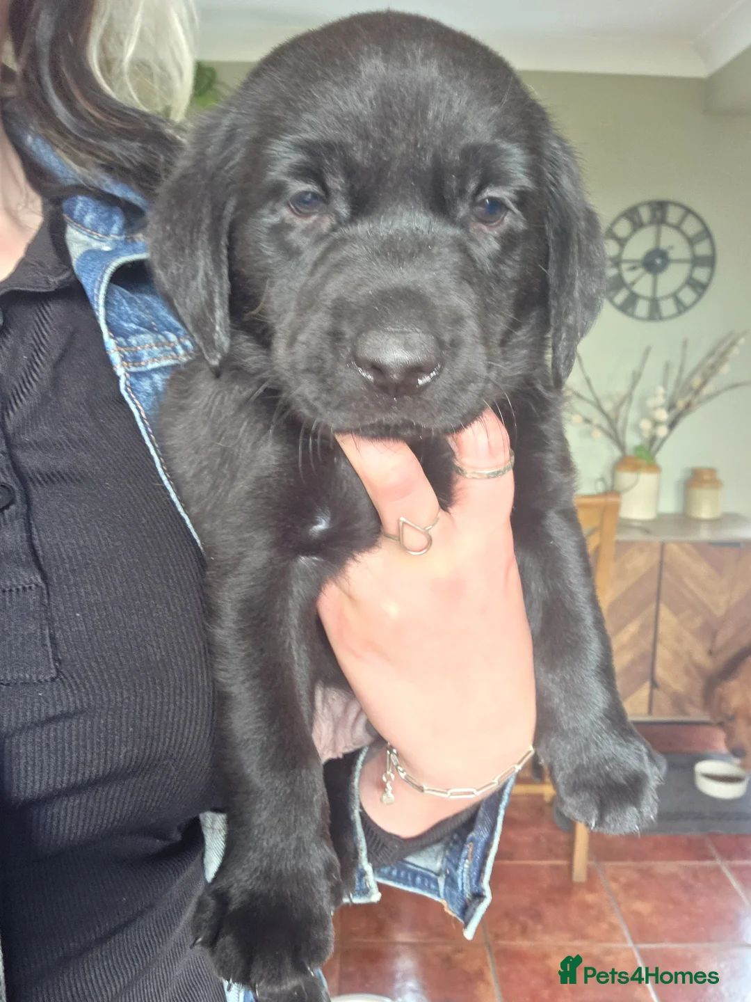 Labrador Retriever dogs for sale: 5 lab babies for sale in Market Rasen - Advert 6