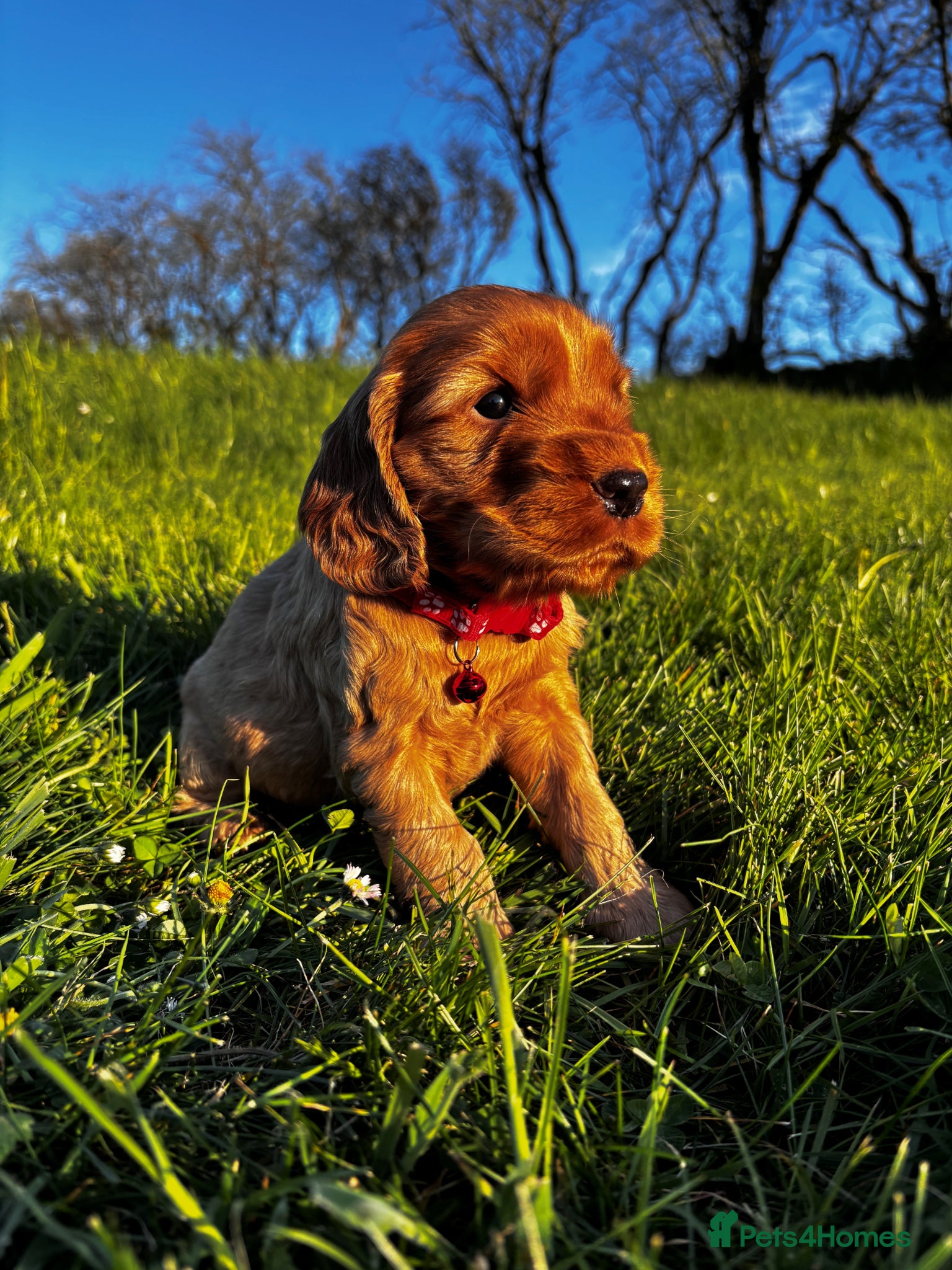 Cocker Spaniel dogs Show Cocker Spaniel puppies from family pet - Advert 4