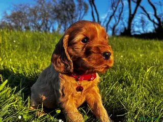 Cocker Spaniel dogs Show Cocker Spaniel puppies from family pet - Advert 4