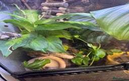 Frog reptiles for sale: 3 Milk Frogs &  **  Bio Set up  - Advert 7
