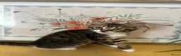 Domestic Shorthair cats for sale: Playful tabbies, ready to leave  - Advert 7