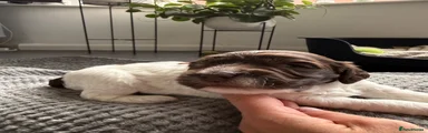 Sproodle 4 Chocolate Roan 