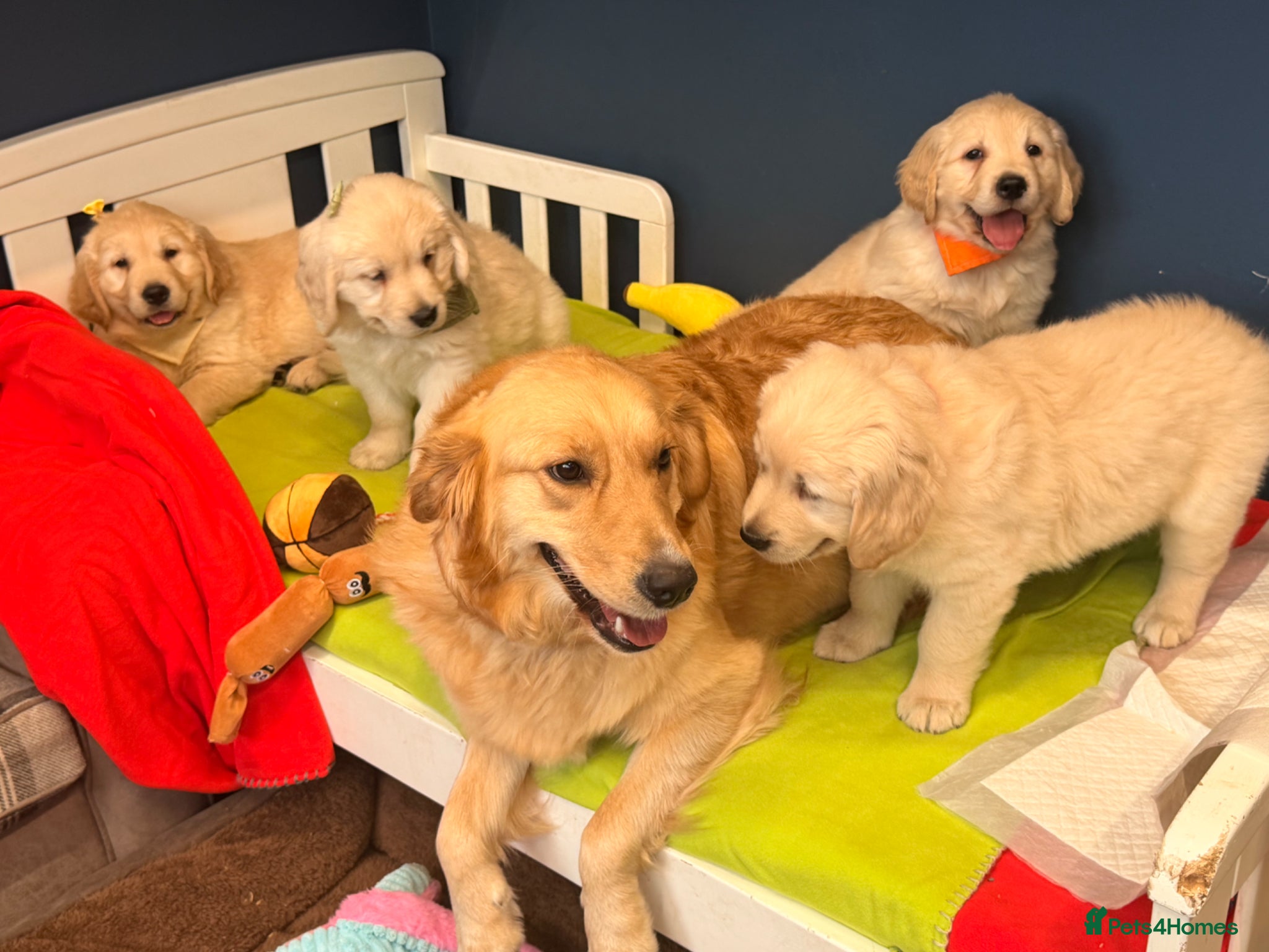 Golden Retriever dogs for sale: 🐶 Gorgeous Chunky type Golden Retriever Puppies🐶 - Advert 21