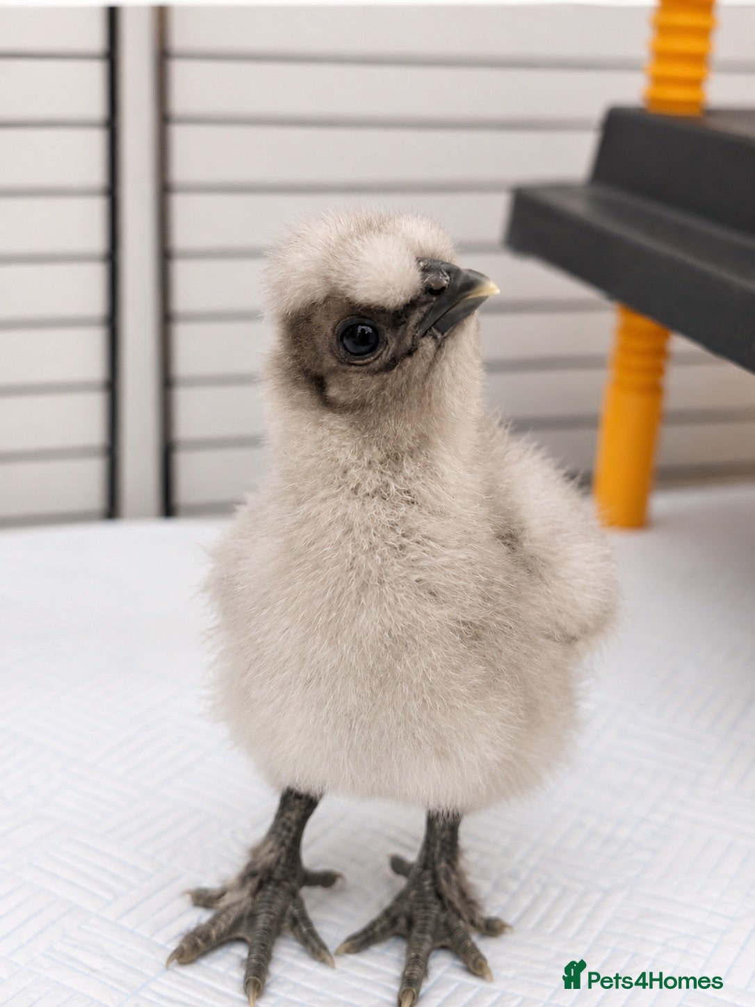 Chickens poultry 🐣 [Show-Quality & Healthy Chicks for Sale]  - Advert 8