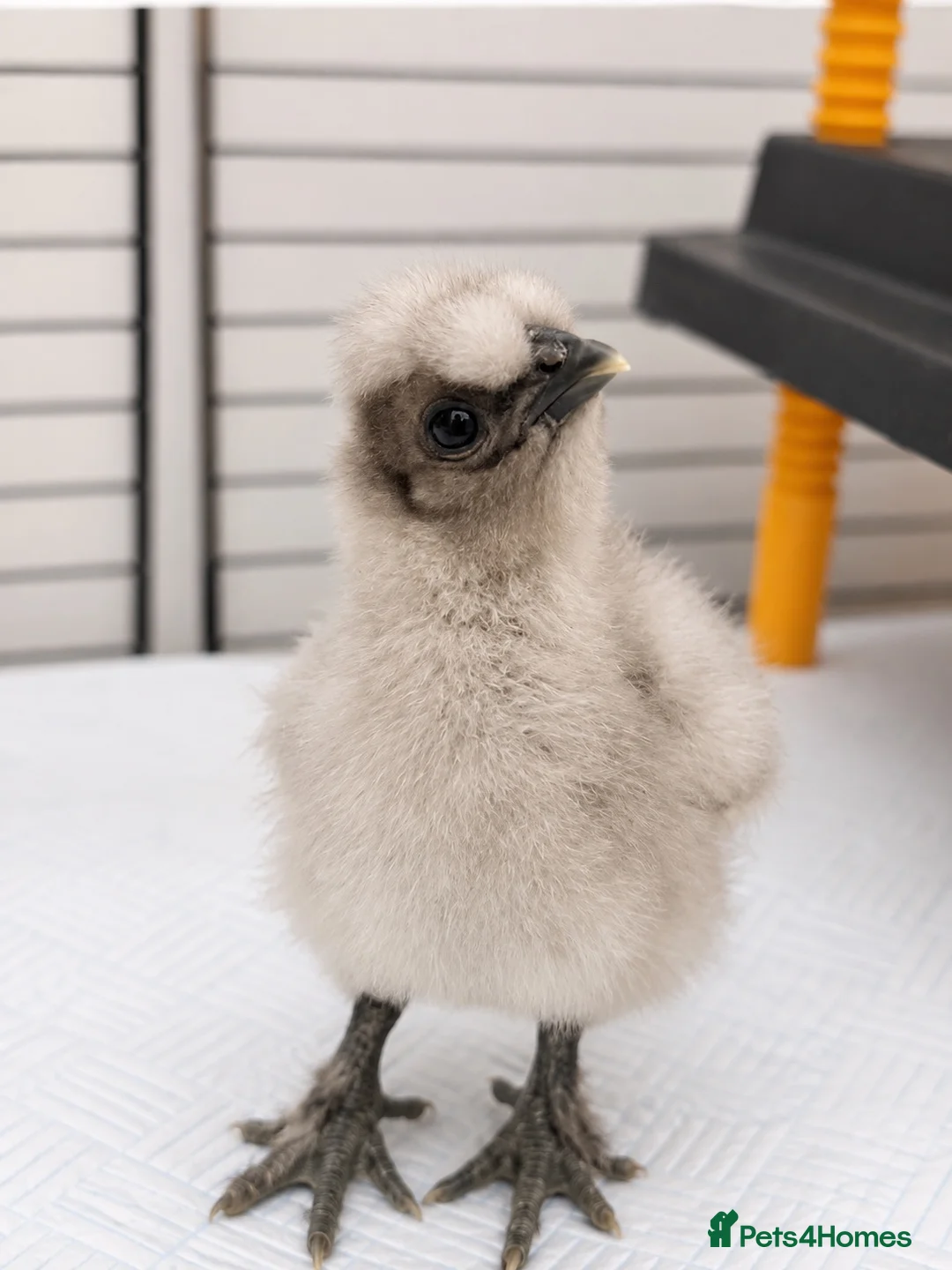 Chickens poultry for sale: 🐣 [Show-Quality & Healthy Chicks for Sale]  - Advert 1